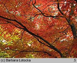 Acer palmatum (klon palmowy)