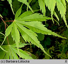 Acer palmatum (klon palmowy)