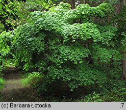 Acer palmatum (klon palmowy)