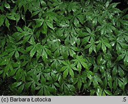 Acer palmatum (klon palmowy)