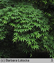 Acer palmatum (klon palmowy)