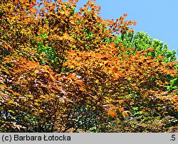 Acer palmatum (klon palmowy)