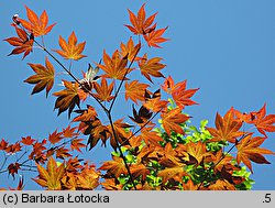 Acer palmatum (klon palmowy)