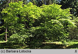 Acer palmatum (klon palmowy)