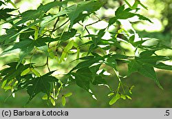 Acer palmatum (klon palmowy)