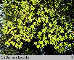 Acer palmatum (klon palmowy)