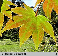 Acer palmatum (klon palmowy)