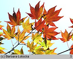 Acer palmatum (klon palmowy)