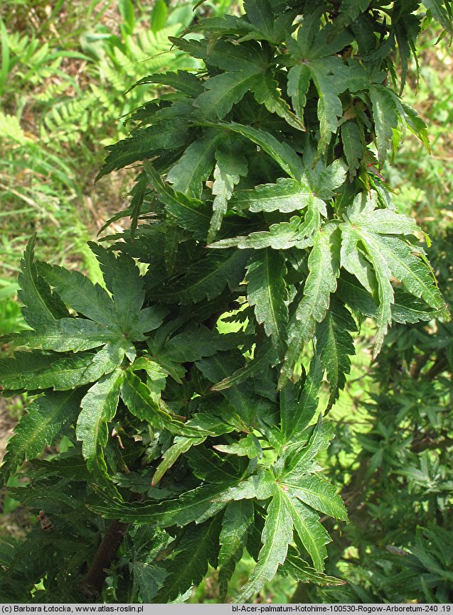 Acer palmatum Koto Hime