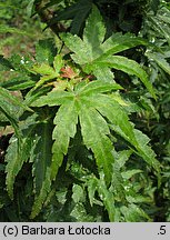 Acer palmatum Koto Hime