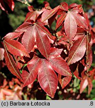 Acer pauciflorum