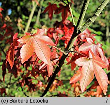 Acer pauciflorum