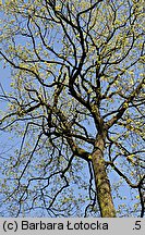 Acer platanoides (klon pospolity)