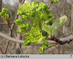 Acer platanoides (klon pospolity)