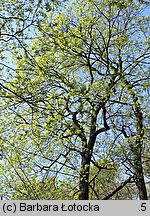 Acer platanoides (klon pospolity)