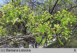 Acer platanoides (klon pospolity)