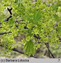 Acer platanoides (klon pospolity)