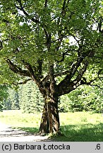 Acer pseudoplatanus (klon jawor)