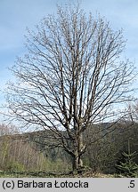 Acer pseudoplatanus (klon jawor)