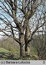 Acer pseudoplatanus (klon jawor)