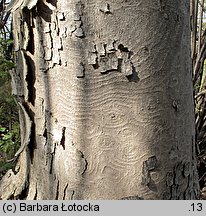 Acer pseudoplatanus (klon jawor)