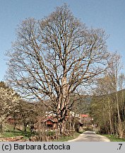 Acer pseudoplatanus (klon jawor)