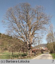 Acer pseudoplatanus (klon jawor)