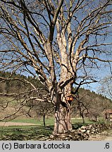 Acer pseudoplatanus (klon jawor)