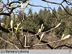 Acer pseudoplatanus (klon jawor)