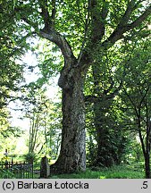 Acer pseudoplatanus (klon jawor)