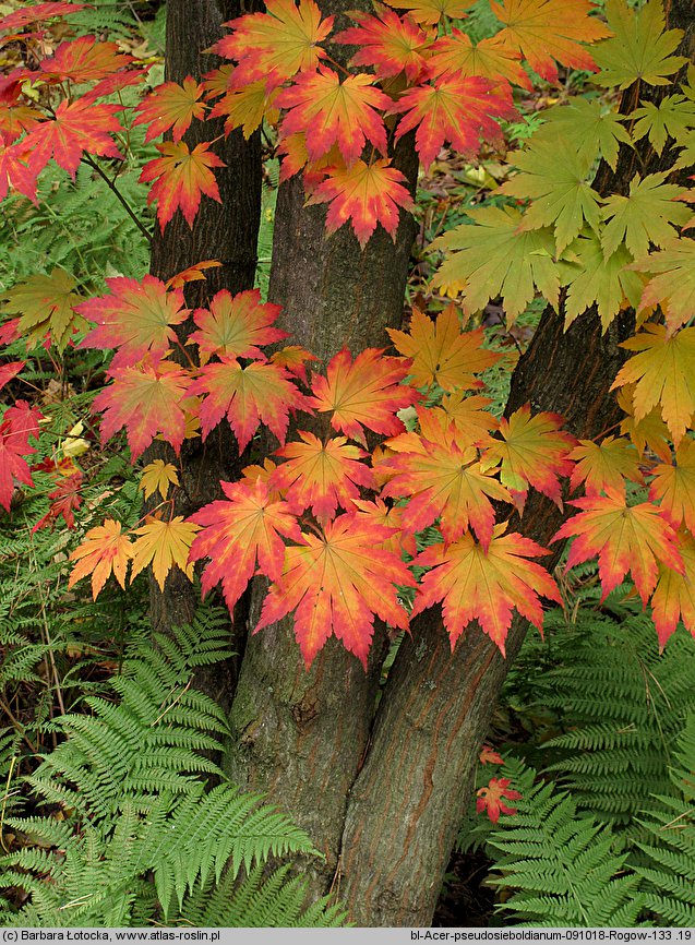 Acer pseudosieboldianum (klon ussuryjski)