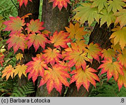 Acer pseudosieboldianum (klon ussuryjski)