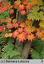 Acer pseudosieboldianum (klon ussuryjski)