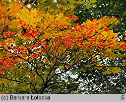 Acer pseudosieboldianum (klon ussuryjski)