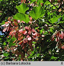 Acer tataricum (klon tatarski)