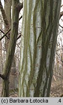 Acer tegmentosum (klon zielonokory)