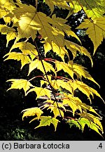 Acer tschonoskii ssp. tschonoskii