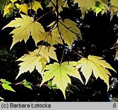 Acer tschonoskii ssp. tschonoskii