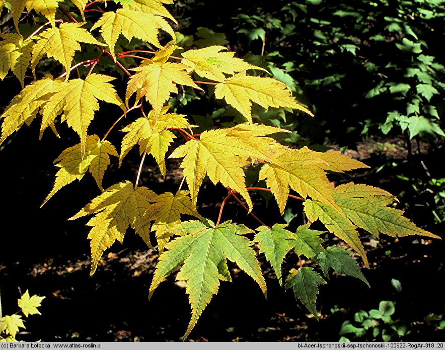 Acer tschonoskii ssp. tschonoskii