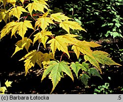 Acer tschonoskii ssp. tschonoskii