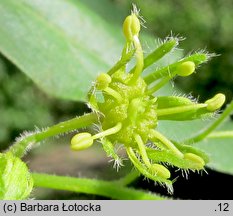 Acer campestre (klon polny)