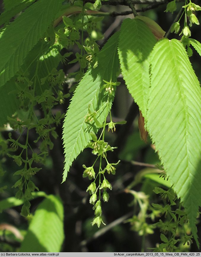 Acer carpinifolium (klon grabolistny)