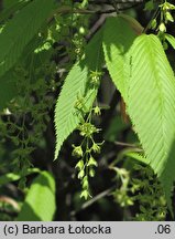 Acer carpinifolium (klon grabolistny)