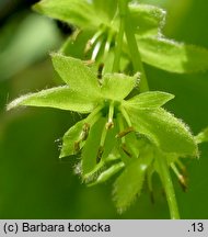 Acer carpinifolium (klon grabolistny)