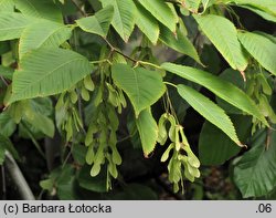 Acer carpinifolium (klon grabolistny)