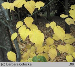 Acer davidii (klon Davida)