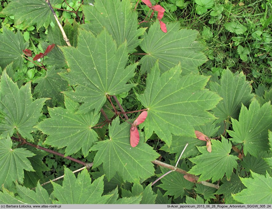 Acer japonicum (klon japoński)