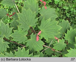 Acer japonicum (klon japoński)