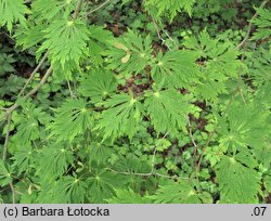 Acer japonicum Aconitifolium