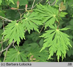 Acer japonicum Aconitifolium